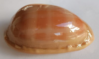 Cypraea leviathan , Schilder & Schilder, 1937